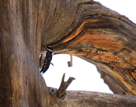 Hairy Woodpecker 2030